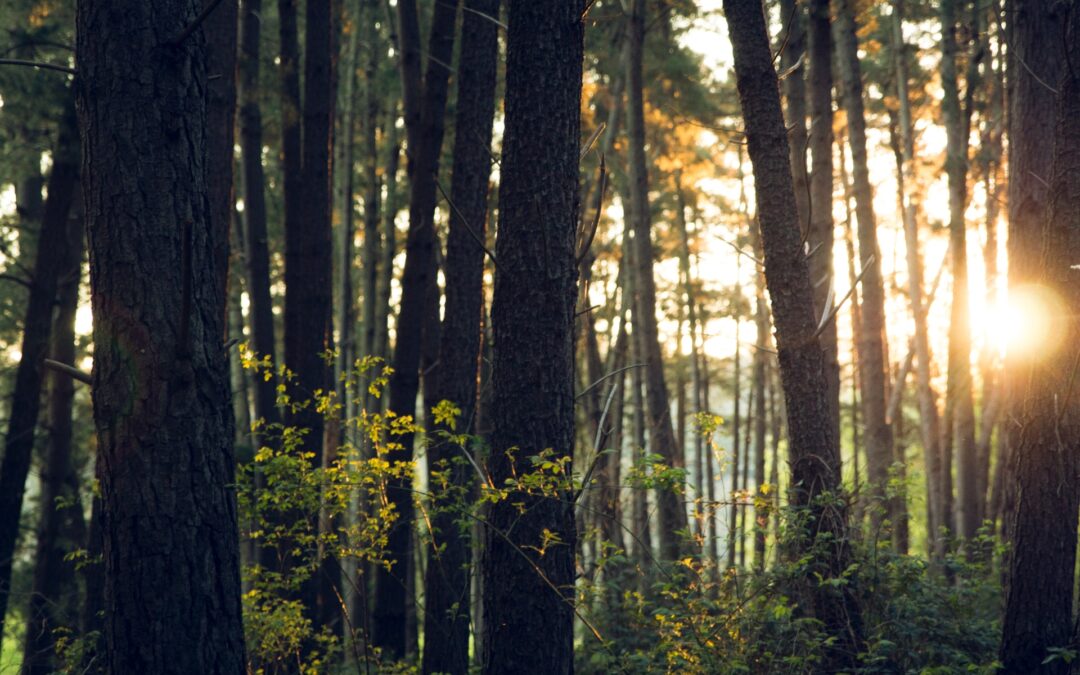 Jour de la Terre : bien plus qu&rsquo;une journée particulière